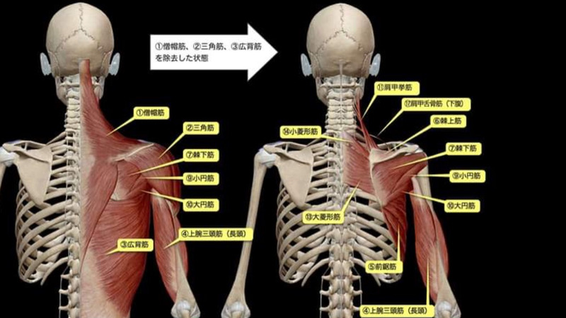 肩 甲骨 の 内側 こり