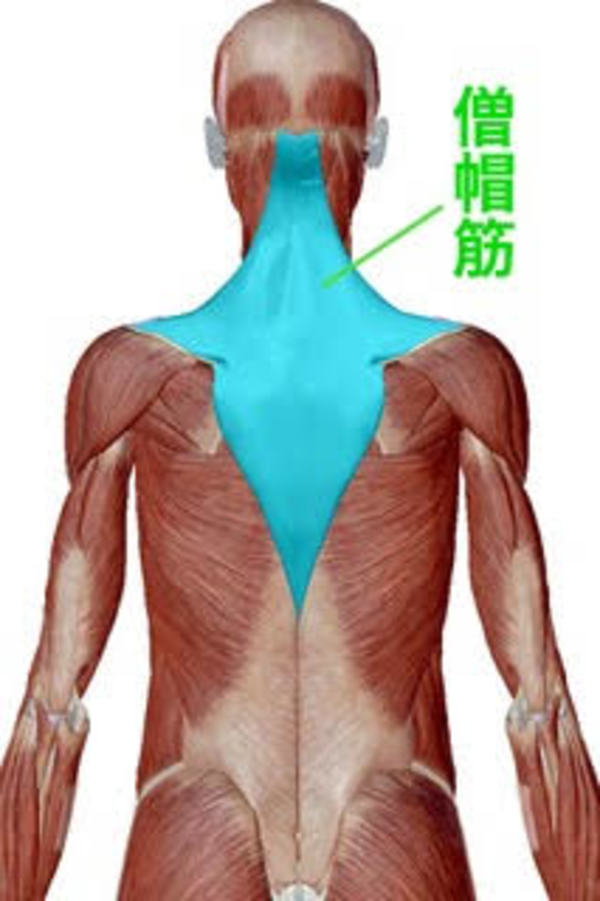 肩甲骨②腰痛の原因