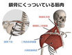 【セルフケア】つらい肩こり、首こりを